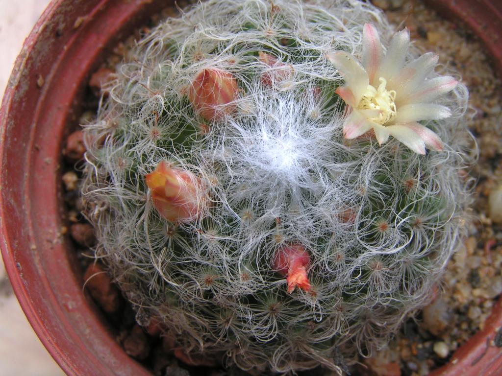 Mammillaria albicoma